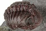 Red Morocops Trilobite - Hmar Laghdad, Morocco #311253-2